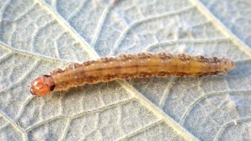 Syndemis musculana